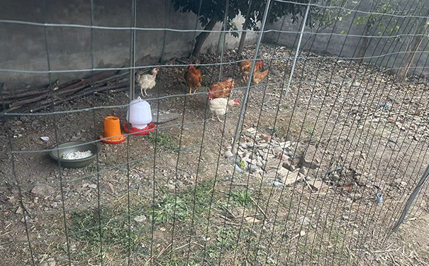 学生食用天然健康的土鸡（喂养处）